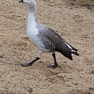 Lesser Magellan Goose