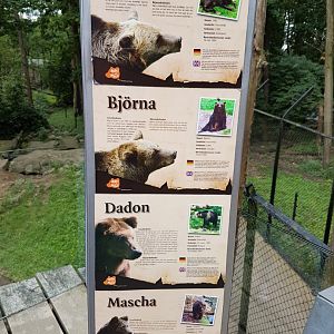 Rescued bears living in Bear-forest