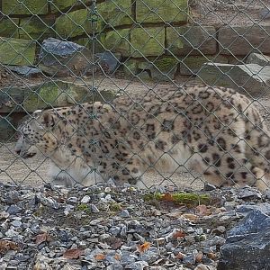 Snow leopard