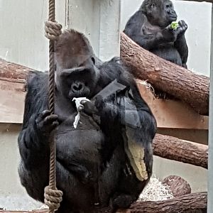 Gorillas