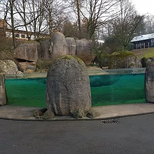 African penguins exhibit