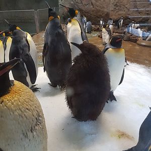 King penguins