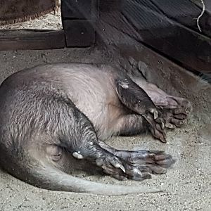 Aardvark