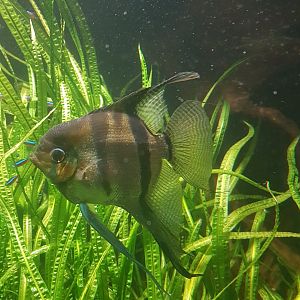 Freshwater angelfish