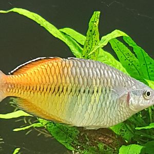 Boeseman's rainbowfish