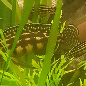 Julidochromis species