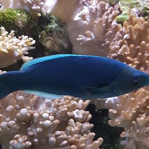 Bird wrasse