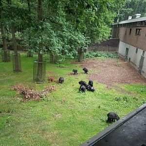 Chimp-outdoor-enclosure