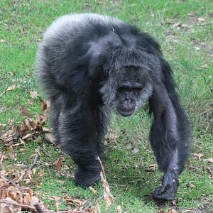 Male Chimp