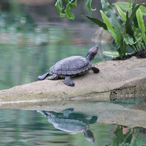 Red-eared slider