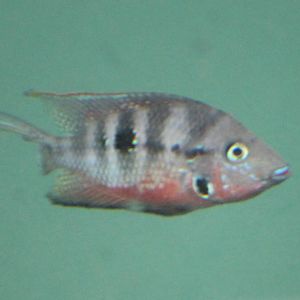 Fire-mouth cichlid