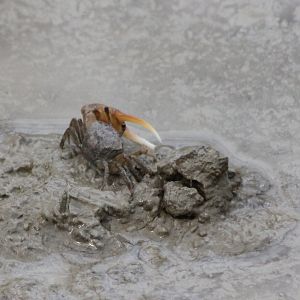 Fiddler crab