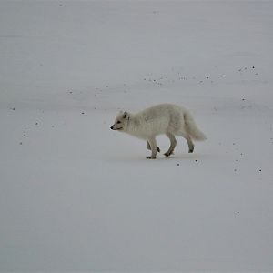 Arctic Fox - Alaska