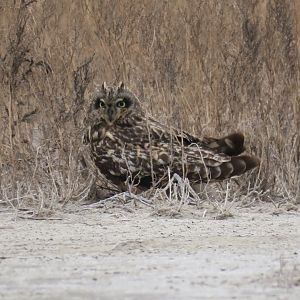 short-eared owl