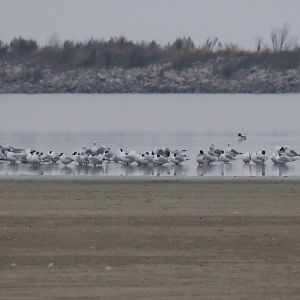 Central Asian gull (Ichthyaetus relictus), Tianjin