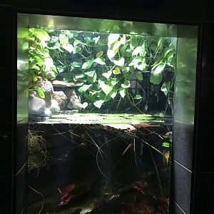 Crocodile newt exhibit 280118