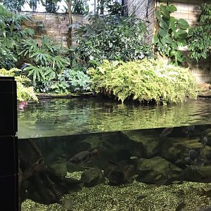 Aquarium exhibit 280118