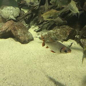 Aquarium exhibit 280118