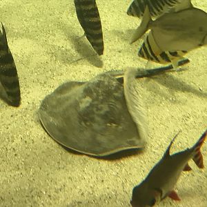 Potamotrygon reticulatus 280118