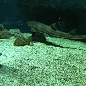 Chiloscyllium punctatum 280118