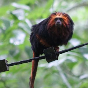 Golden-headed tamarin