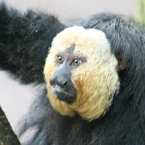 White-faced saki