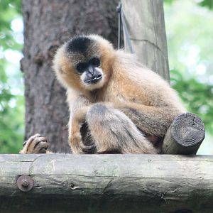 Northern white-cheeked gibbon