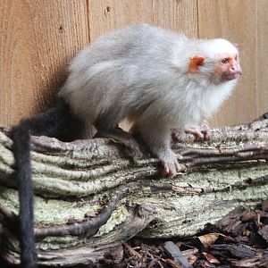 Silvery marmoset
