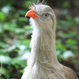 Red-legged seriema