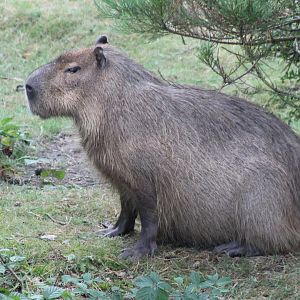 Capybara