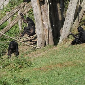 Bonobos