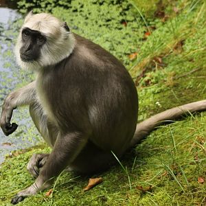 Hanuman langur