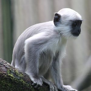 Young Hanuman langur