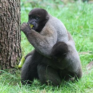 Woolly monkey with young