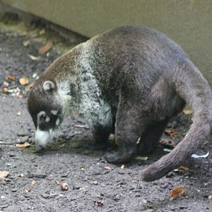 White-nosed coati
