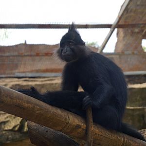 Black-crested mangabey