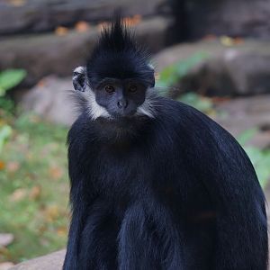 François' langur