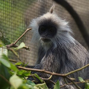 Indo-Chinese silver langur