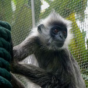 Indo-Chinese silver langur