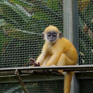Indo-Chinese silver langur baby