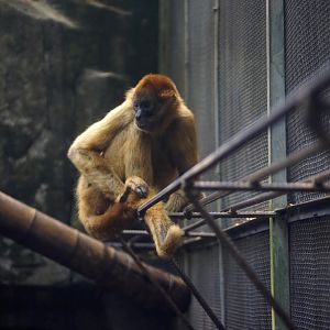 Black-handed spider monkey