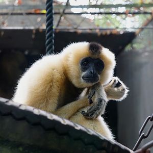 White-cheeked gibbon