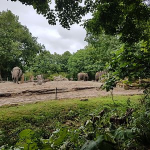 Elephant-outdoor-enclosure