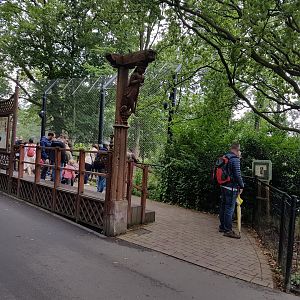 Asian lion outdoor-enclosure