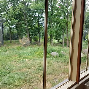 Viewing-window Asian lion