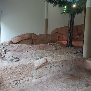 Indoor-enclosure Asian lion