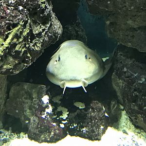 Chiloscyllium punctatum 280118