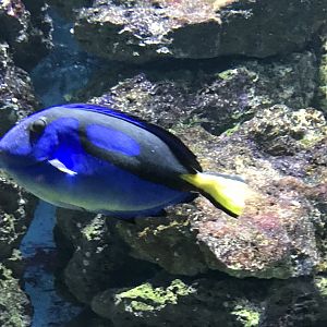 Blue tang 280118