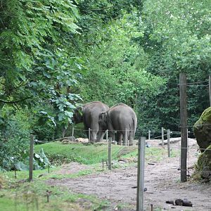 Asian elephant-enclosure