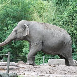 Asian elephant